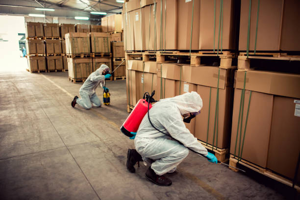 Best Flea Control Services  in Gypsum, CO
