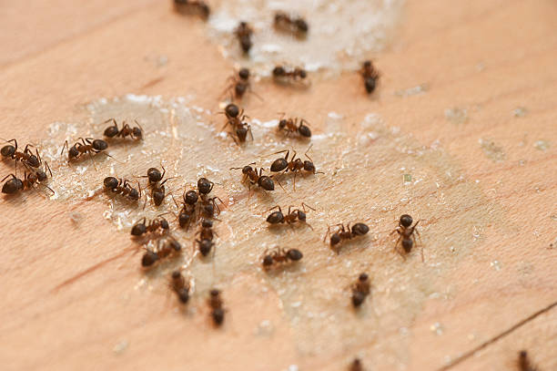 Best Wildlife Control Services  in Gypsum, CO